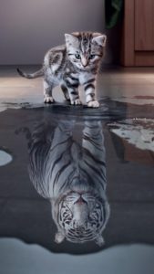 Letting go of the past: kitten sees tiger as reflection